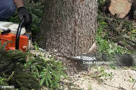 Best Tree Health Inspection  in Hillcrest, NY