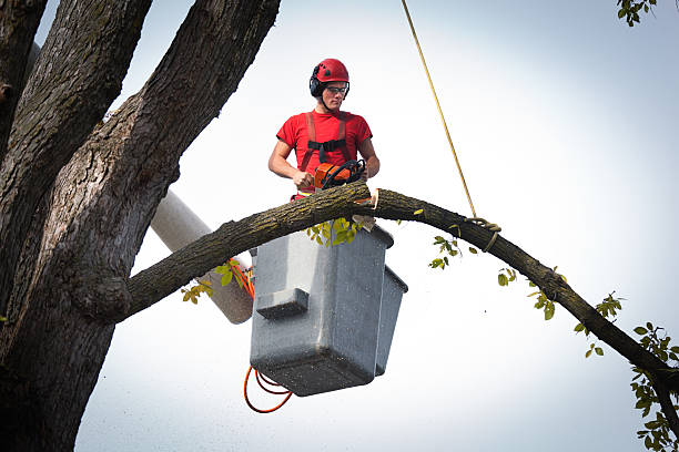 Best Hedge Trimming  in Hillcrest, NY