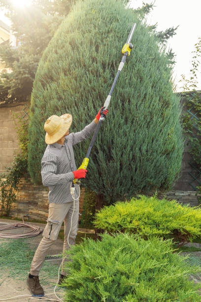 Lawn Pest Prevention in Hillcrest, NY
